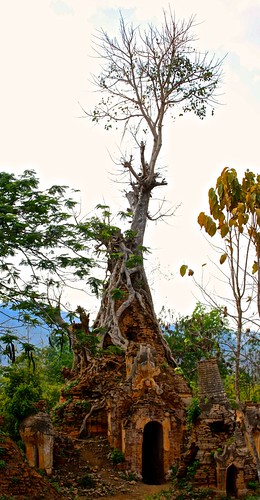 Looks like something out of Dr. Seuss. A tree growing from an ancient stupa.