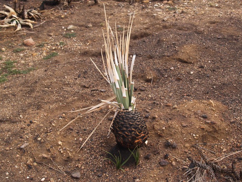 PCT - burnt yucca still alive on the north slope of Granite Mountain