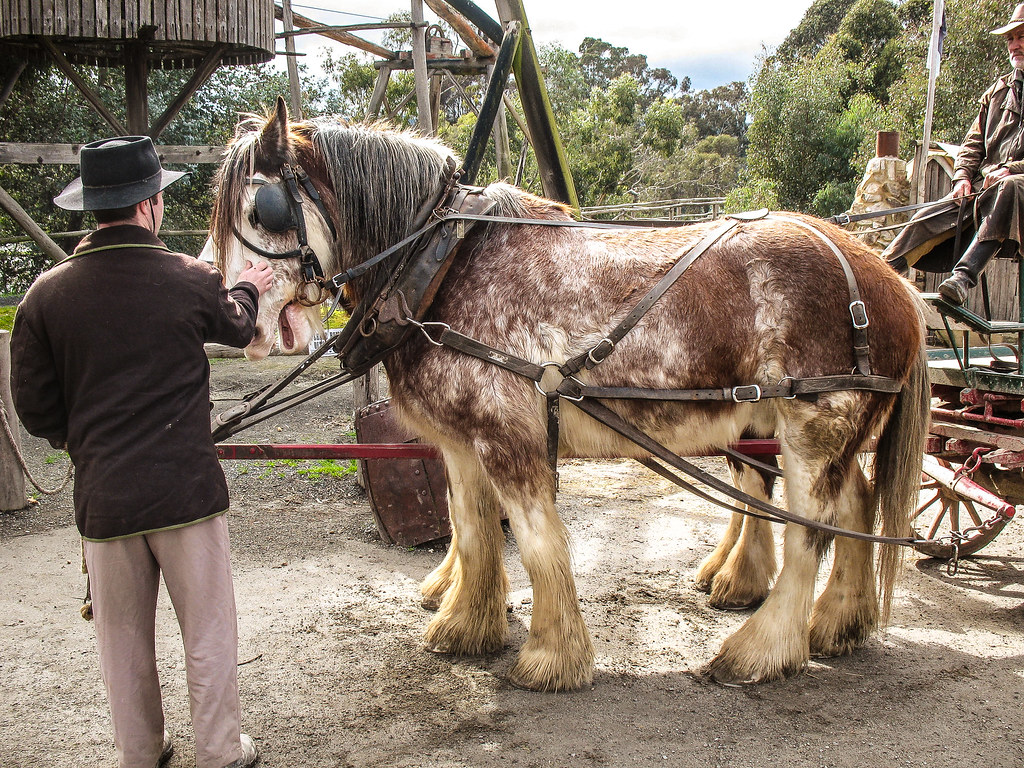 Horse at Sovereign Hill