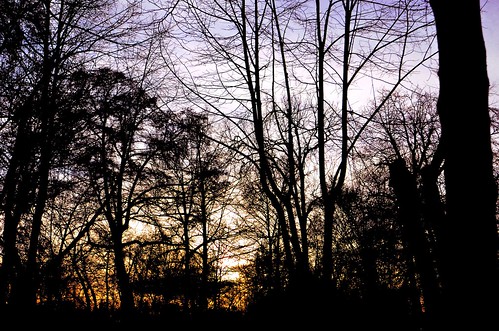 sunset sky black tree colors nikon