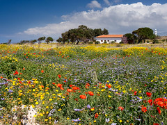 Cyprus Spring