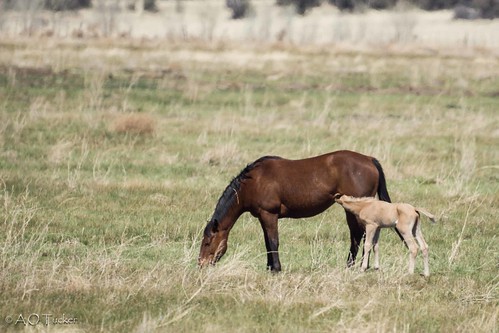 arizona horses unitedstates kirkland foal peeplesvalley