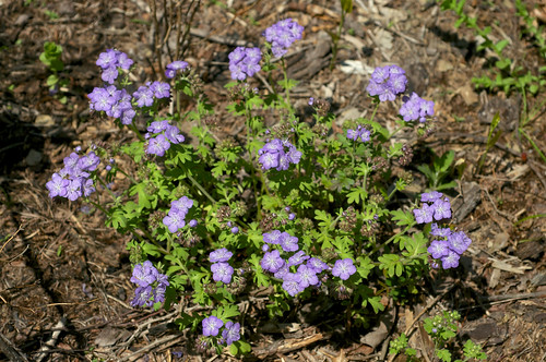 blue hairy flower purple spotted phacelia boraginaceae phaceliahirsuta