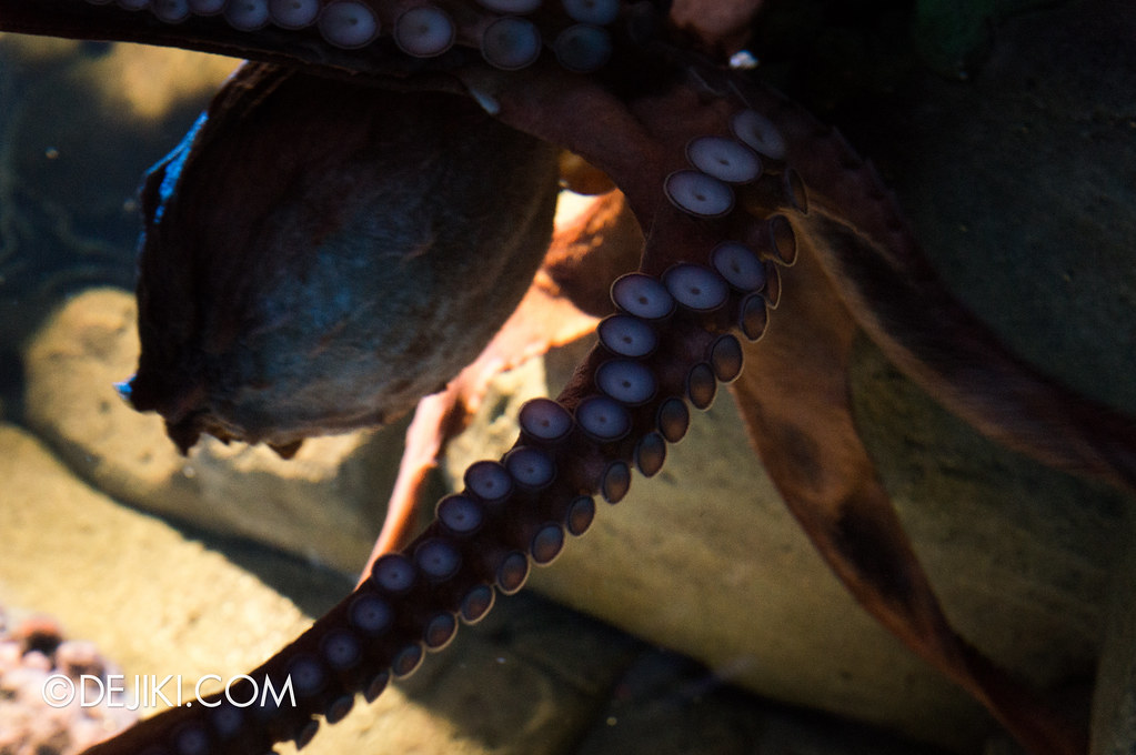 Marine Life Park Singapore - S.E.A. Aquarium - Giant Octopus