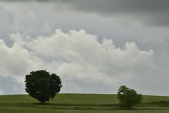 Les deux arbres au gris - Photo of Brie-sous-Chalais