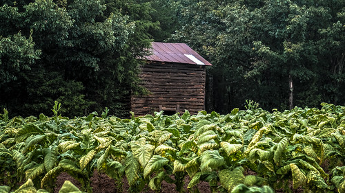 tobacco tobaccobarn pittsylvania gretna bobbell virginia