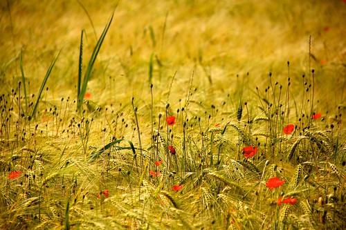 field wheat ears poppies campo papaveri grano spighe canonefs18200mmf3556is robertopeli mcpeluz robertopeliphotographycom