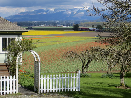 flowers plants usa nature colors beauty america fence landscape us washington spring view pacific farm valley skagit agriculture vallet oaisaje tupild nirthwest