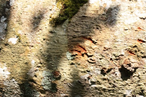 bear claw marks on a fallen tree. the claw marks are from when the tree used to stand