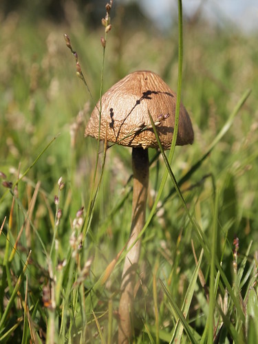 campo cogumelo