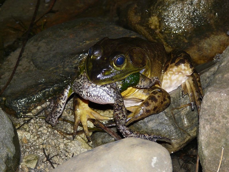 Bullfrog vs Toad | Ohio Game Fishing