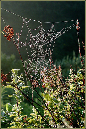 life nature death spider seasons birth spiderweb comingfullcircle