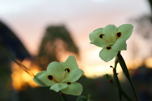 sunset plant flower narangba