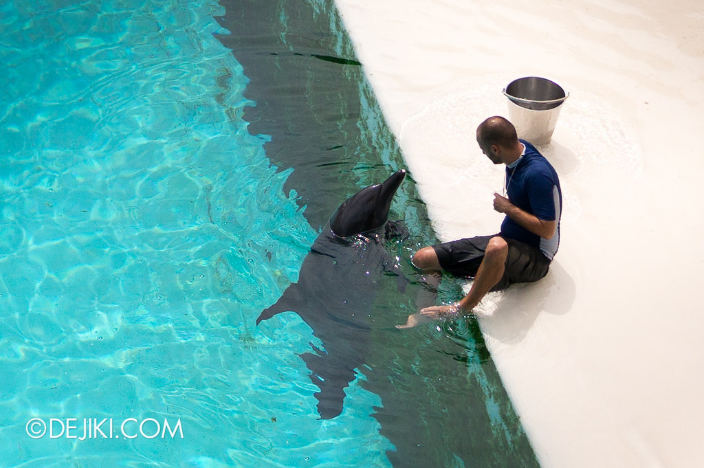 Marine Life Park Singapore - Adventure Cove Waterpark - Dolphin and Trainer