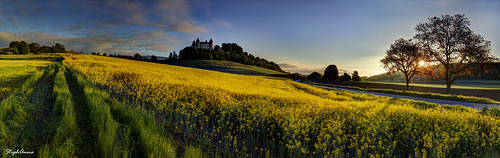 panorama castle sunrise de switzerland soleil expo lever vaud colza cropfield rapseed châteaudechampvent stephanna mostsuccessfulphoto