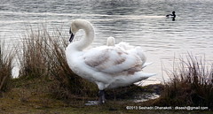 Swan Courtship dance - Loving looks