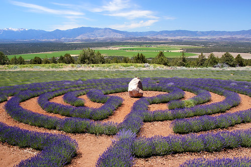 california ca lavender labyrinth montague siskiyoucounty mtshastalavenderfarms montaguecalifornia lavenderlabyrinth