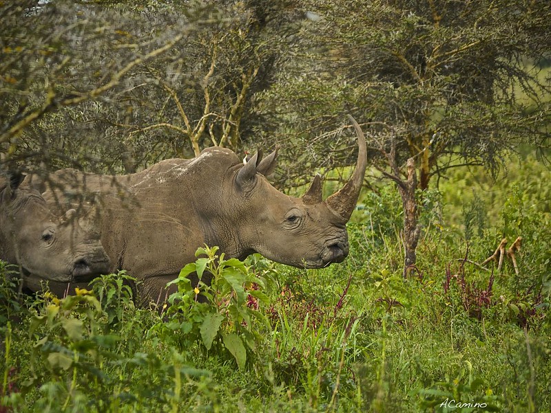 El lago Nakuru y sus Rinocerontes blancos, leones arborícolas y mas flamencos - 12 días de Safari en Kenia: Jambo bwana (43)