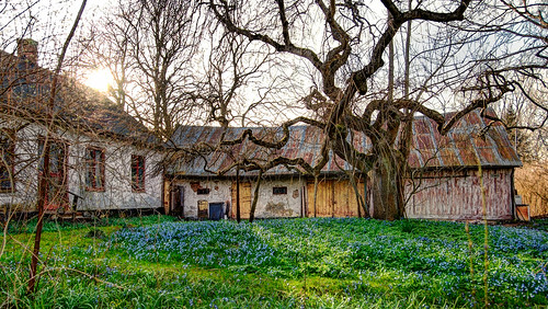 sunset tree grass bluebells farmhouse skåne spring sweden decay d200 hdr photomatix abusa