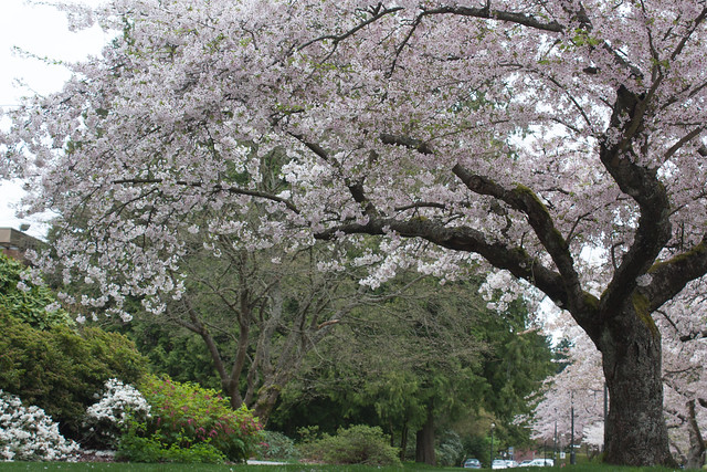 Cherry Blossoms at UBC