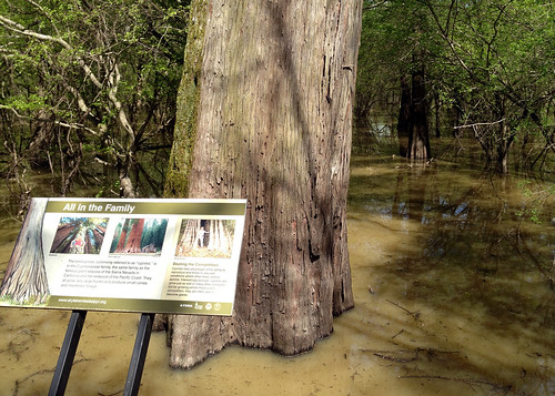 trees swamp cypress backwater skylakeboardwalk