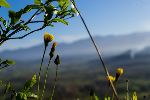 flowers green nature leaves yellow landscape spring italia campania vairanopatenora nikond3100 dmarzai