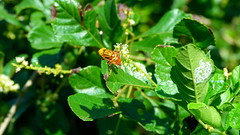 Bug eyed fly