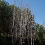 Trees in park, Novelda