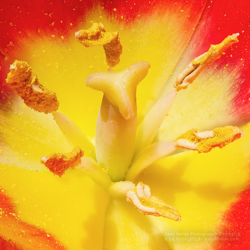 red flower yellow photoshop petals maryland pistil stamen tulip pollen cecilcounty cs6 imagestack canoneos7d canonef100mmf28lisusmmacro