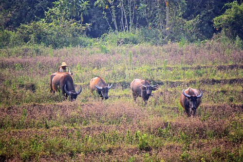 Just outside our window inthe morning was a herd of water buffalo