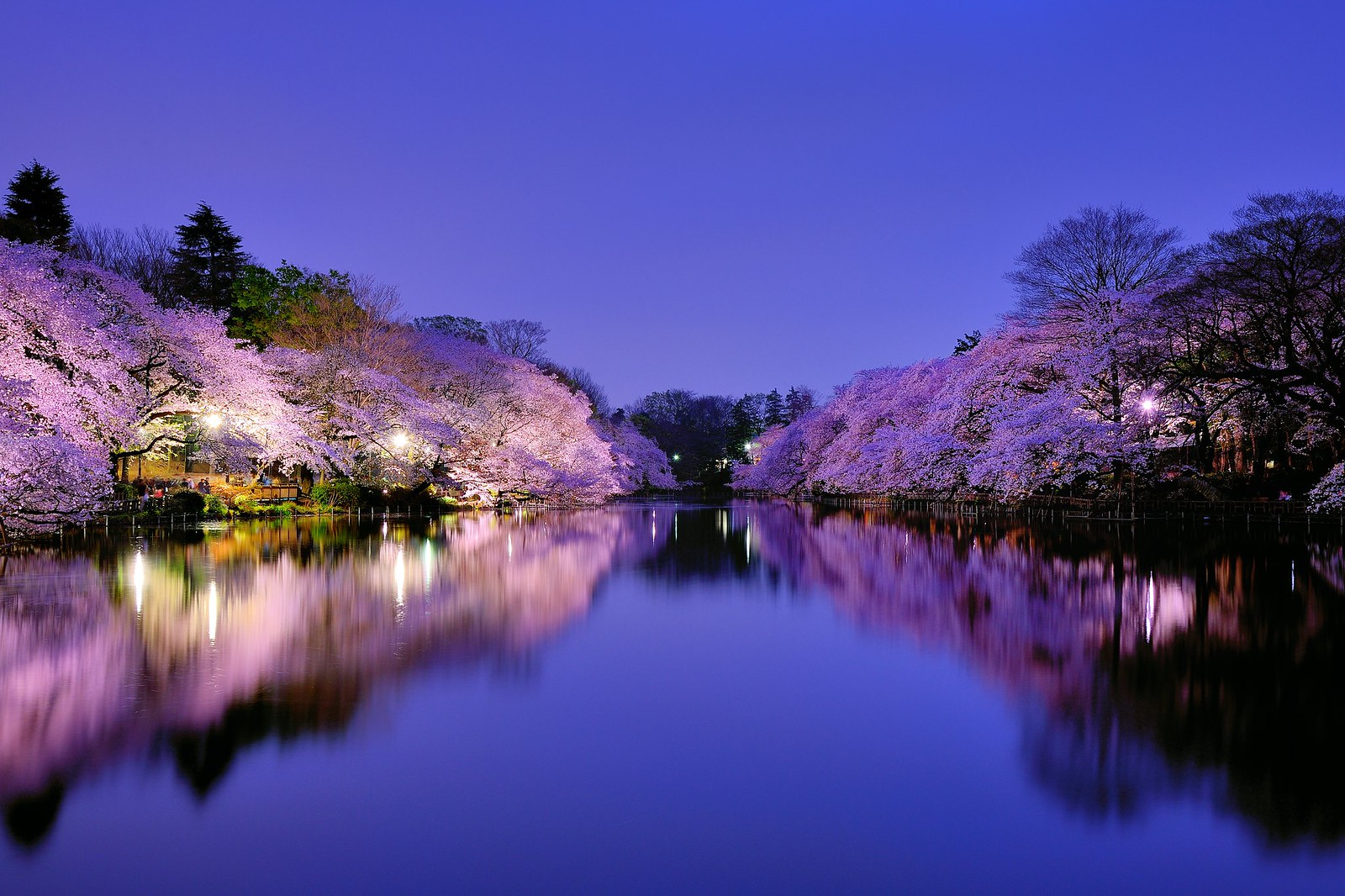 Sakura at Night