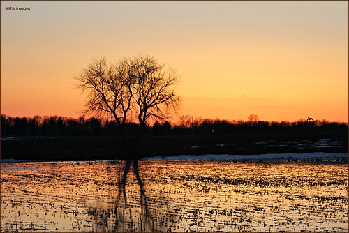 trees winter sunset orange sun snow reflection water yellow wisconsin canon geese silhouettes canadiangeese waterscene canoneos60d picmonkey:app=editor merleearbeen meaimages