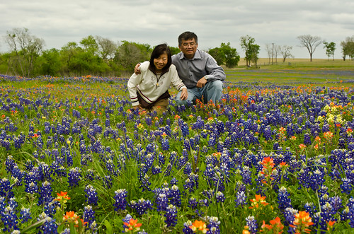 spring texas bluebonnets
