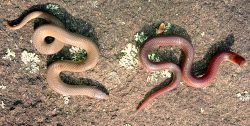Smoth Earth and Eastern Worm Snake