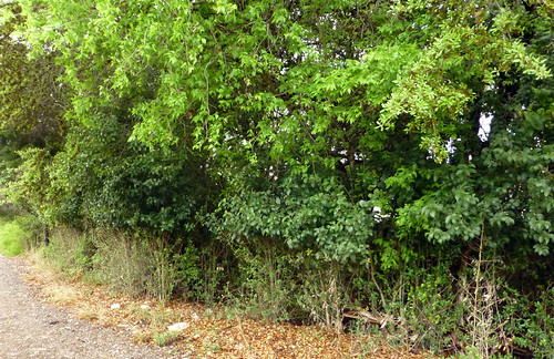 vandalism naturalarea smga singletracktrail invasiveremoval sanmarcosgreenbeltalliance smgaphotobylancejones