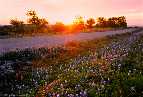 flower 120 mamiya film sunrise mediumformat geotagged texas bluebonnet hillcountry wildflower filmscan indianpaintbrush texaswildflowers texashillcountry mamiya7ii geo:lat=30683824016284166 geo:lon=9854107618331909