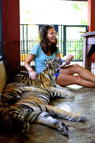 feeding baby tigers
