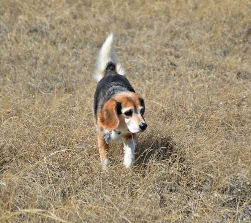 beagle wind tail sunny explore hi prairie sniffing barney tricolour kahlua