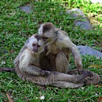 Monos capuchino