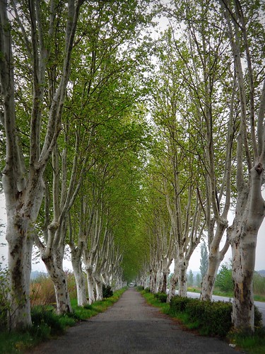 la crau francia france viale trees alberi green spring primavera platani planetree plane landscape tree lined avenue path trail sentiero