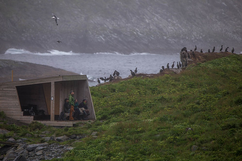 hornøya observasjonsskjul toppskarv tourists
