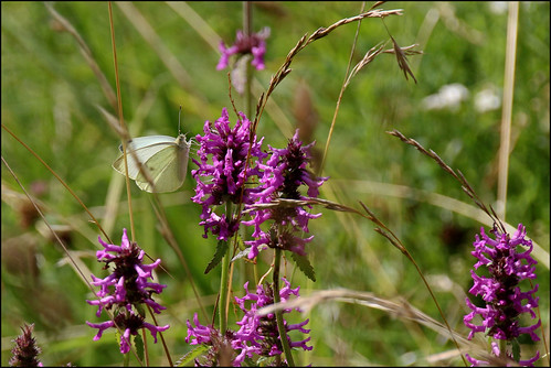 pappleany outdoor schmetterlin falter tagfalter insekt natur butterfly sommer
