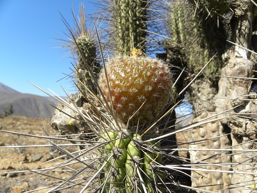 acida cacti cactus chile coquimbo eltrapiche eulychnia ka3252s kakteen kaktus loschoros reise standort