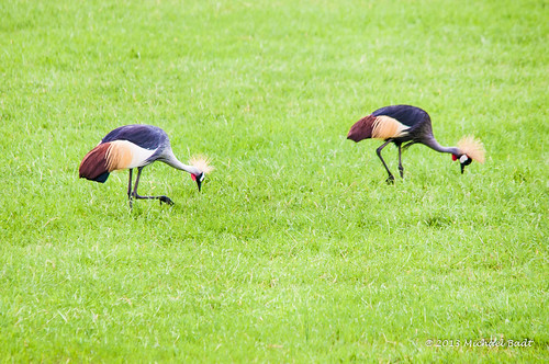 africa birds animals tanzania arusha naturelandscape