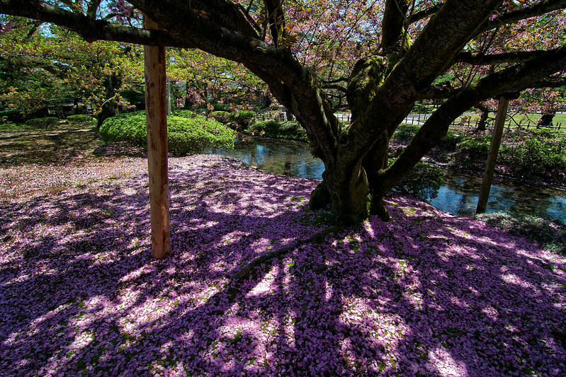 Kenrokuen garden in Kanazawa
