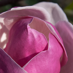 Magnolia - Photo of Châtenay-Malabry