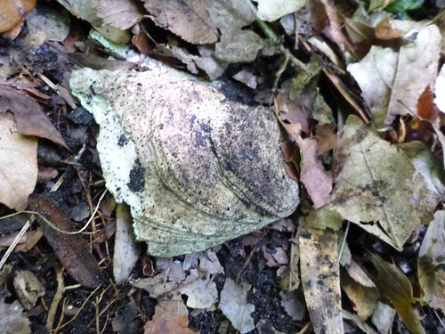 Oyster shell on Slave Canal mound