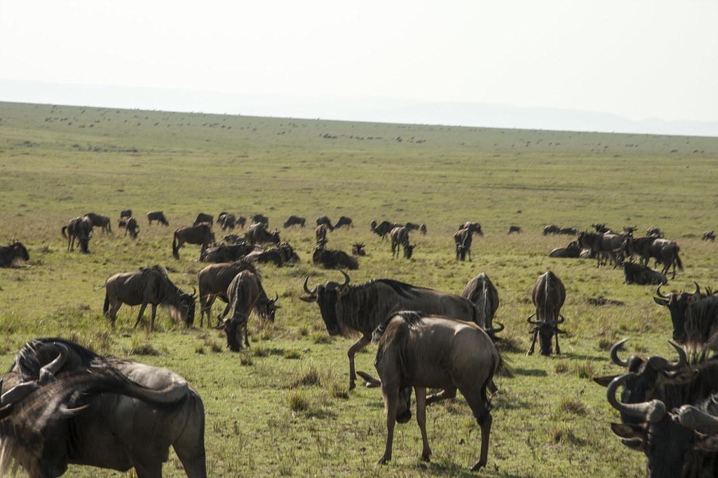 MASAI MARA II - MEMORIAS DE KENIA 14 días de Safari (13)