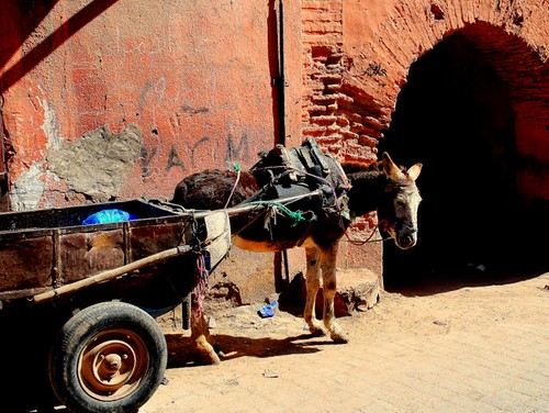 donkey morroco maroc marrakech souk medina marrakesh cart oldtown âne charette médina deliveries livraisons