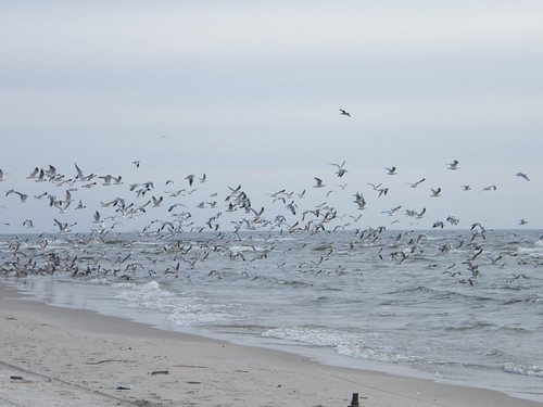 sea seagulls birds klaipeda lithuania curonianspit